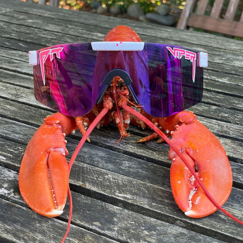 The Originals Pit Viper LA Brights Polarized Blancos | 7835NVDGZ